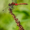 Male Ruby Meadowhawk, Portage County, Ohio