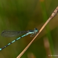 Male Seepage Dancer, Jackson Bog, Ohio
