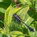 Male Skillet Clubtail, Huron Metropark, Michigan