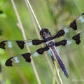 Male Twelve-spotted Skimmer, Grand River, Ohio