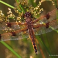 Painted Skimmer, Grand River Terraces, Ohio