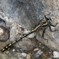 Plains Clubtail, Maumee River, Ohio