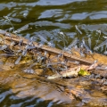 Powdered Dancers Mating, Cuyahoga River, Ohio