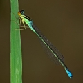 Rainbow Bluet, Ashtabula County, Ohio