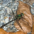 Riffle Snaketail, Paine Creek, Hell Hollow Wilderness, Ohio