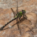 Riffle Snaketail, Lake County, Ohio