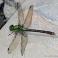 Teneral Rusty Snaketail, Allegheny National Forest, Pennsylvania