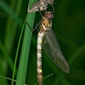 Teneral Swift River Cruiser with Exuvia, Grand River, Ohio