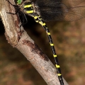 Tiger Spiketail, Stebbins Gulch, Ohio