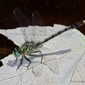 Unicorn Clubtail, Morgan Swamp, Ohio