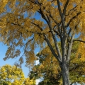 A memorial and autumn trees at Fort Meigs, Perrysburg, Wood County.