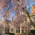 Weeping Cherry, Ohio Governor's Residence, Bexley