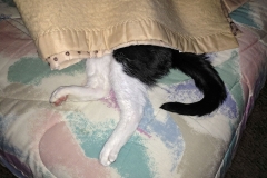 iPhone Photos