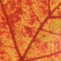 Backlit Red Oak Leaf, northeast Ohio