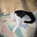 Cat Under the Covers