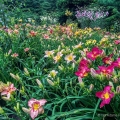 Daylily Collection, Moreland Hills, Ohio