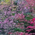 Euonymous Foliage, Lake View Cemetery, Cleveland