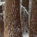 Hemlocks, Ritchie Ledges, Cuyahoga Valley NP, Ohio