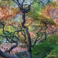 A grove of Japanese maples in fall at Lake View Cemetery in Cleveland