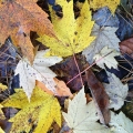 Maple Leaves, Tinkers Creek Preserve, Ohio