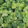Nerve Plant, Rockefeller Greenhouse, Cleveland