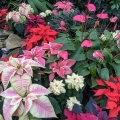 Poinsettias, Rockefeller Park Greenhouse, Cleveland, Ohio