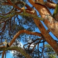 Red Pine, Killdeer Plains, Ohio