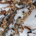 Snow on Turkey Tail Mushrooms