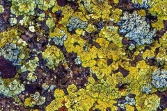 Lichens