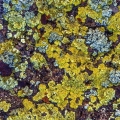 Crustose Lichens, Escalante, Utah