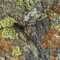 Greenland bear spider on map lichen and orange boulder lichen, Mount Washington, New Hampshire