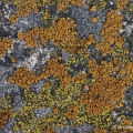 Sidewalk Firedot Lichen, Caloplaca feracissima, Cuyahoga Falls, Ohio
