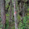 Christmas Lichen, Cryptothecia rubrocincta, Loxahatchee National Wildlife Refuge, Florida