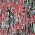 Christmas lichen at Loxahatchee National Wildlife Refuge near West Palm Beach, Florida