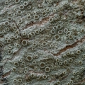 Bumpy Rim Lichen, Lecanora hybocarpa, Vinton County, Ohio