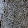 Script Lichen, Graphis scripta, Symmes Creek, Gallia County, Ohio