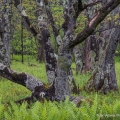 Lichen Covered Trees, Dolly Sods Wilderness, West Virginia