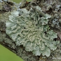 Common Greenshield, Flavoparmelia caperata, Secrest Arboretum, Wooster, Ohio