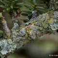 Foliose Lichens on Yew Branch, Secrest Arboretum, Wooster, Ohio