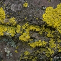 Lemon Lichen, Candelaria concolor, Secrest Arboretum, Wooster, Ohio