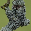 Apothecia of Star Rosette Lichen, Physcia stellaris, Secrest Arboretum, Ohio