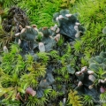 Dog Lichen, Peltigera canina, Vinton County, Ohio