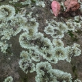 Rock Greenshield, Flavoparmelia baltimorensis, Vinton County, Ohio