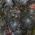 Common Toadskin, Lasallia papulosa, Vinton County, Ohio