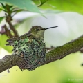 Ruby-throated Hummingbird on Nest, Chagrin Falls, Ohio
