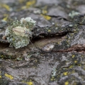 Lacewing Larva Under Lichen, Secrest Arboretum, Ohio