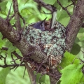 Blue Gray Gnatcatcher Nest, Hinckley, Ohio