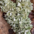 Ruffled Lichens, Parmotrema hypotropum, Blackhand Gorge State Nature Preserve, Licking County, , Ohio