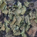 Smooth Rock Tripe, Umbillicaria mammulata, Symmes Creek, Gallia County, Ohio