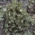 Bushy Beard Lichen, Usnea strigosa, Vinton County, Ohio
